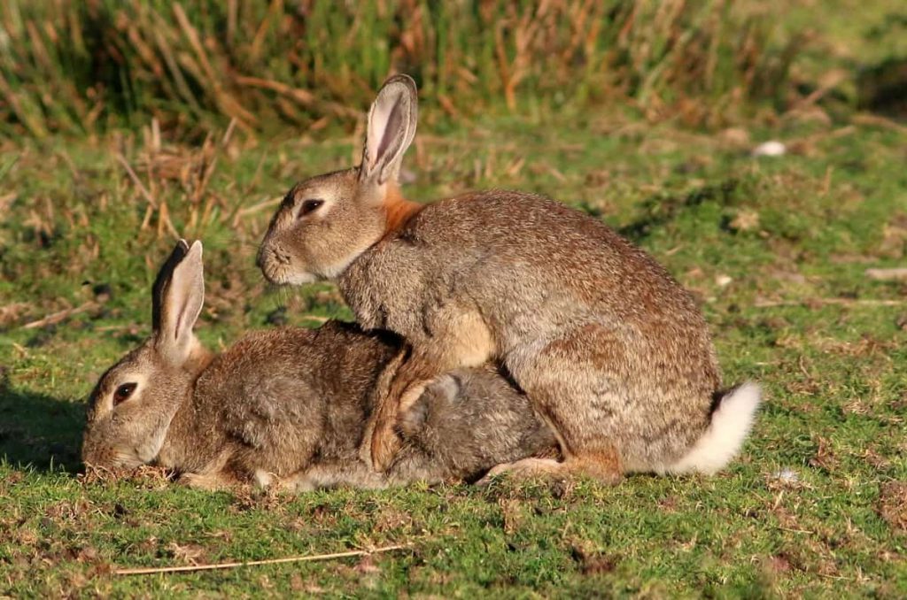 Hazen en konijnen paren